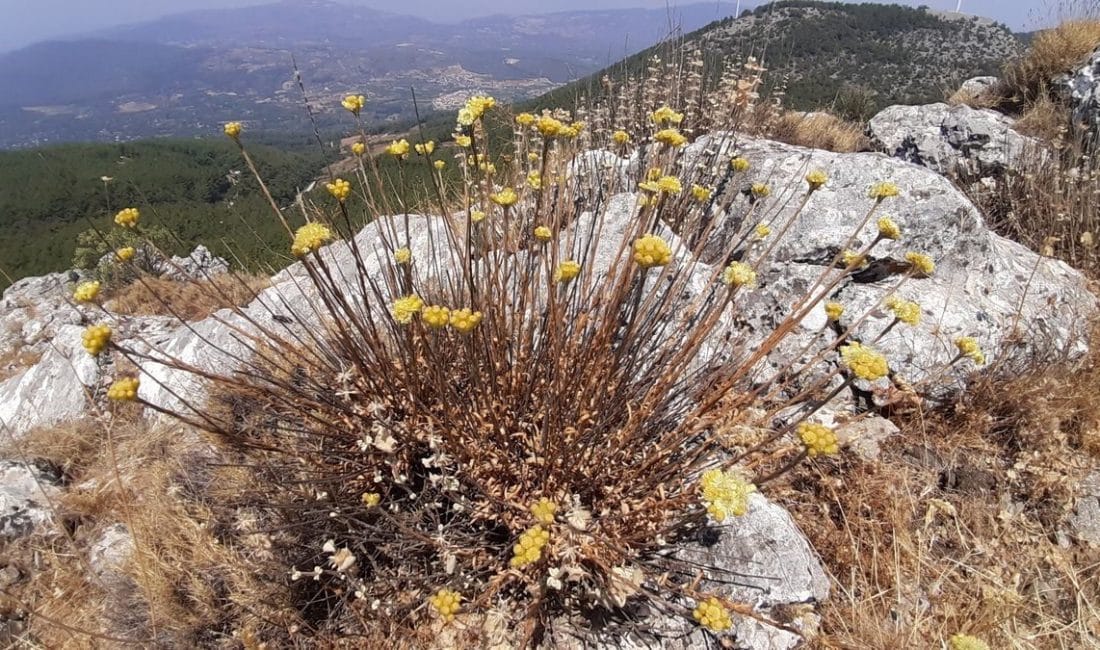 Aydın’da yalnızca belirli yükseltilerde yetişen, endemik bir tür olan ’Aydın