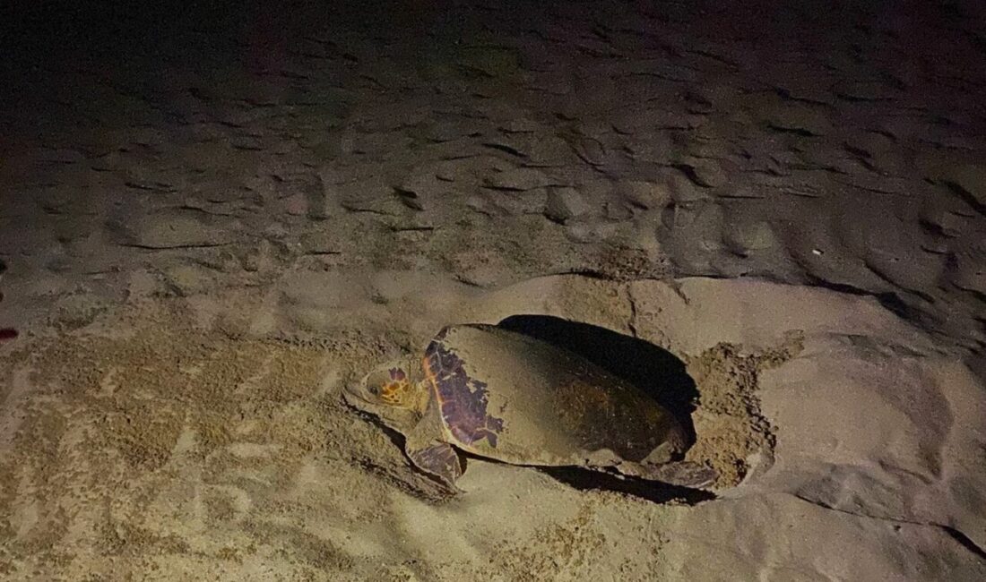 Caretta Caretta cinsi deniz kaplumbağalarının yumurtlama döneminde olduğunu ifade eden