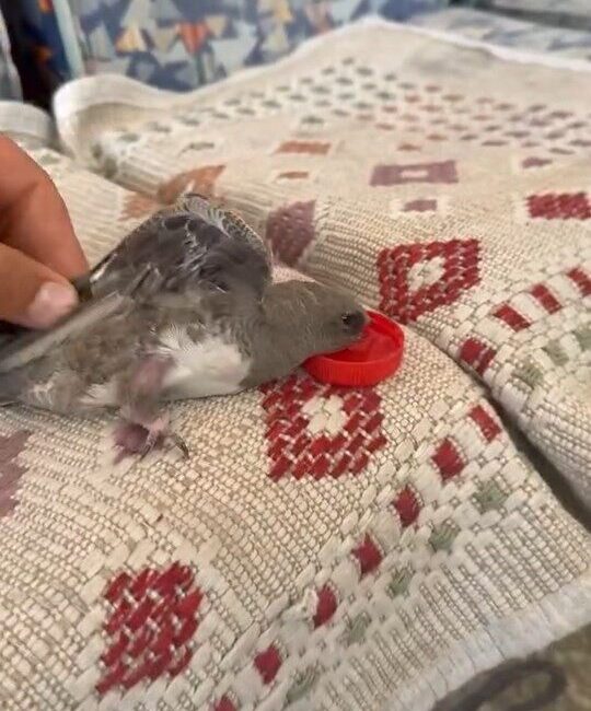 Elazığ’da sıcaktan bunalarak dükkanına giren ebabili atmaca zanneden esnaf, kuşa