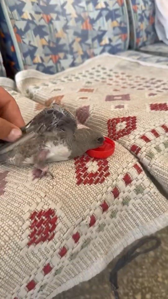 Elazığ’da sıcaktan bunalarak dükkanına giren ebabili atmaca zanneden esnaf, kuşa