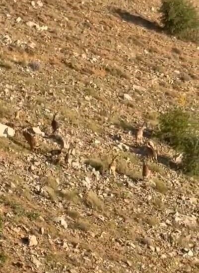 Elazığ’da koruma altında bulunan dağ keçileri sürü halinde görüntülendi. Nesli