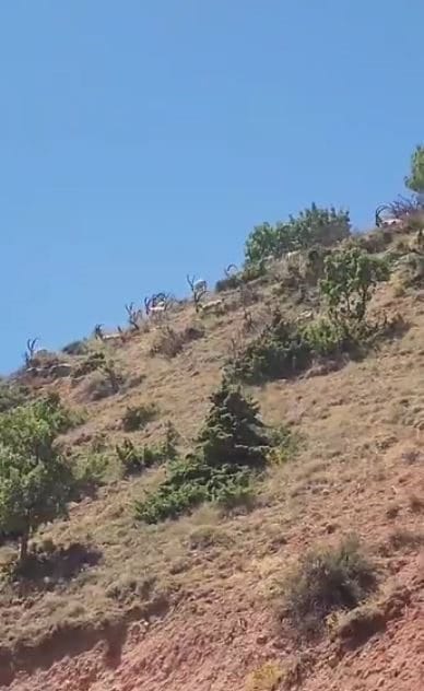 Elazığ’da koruma altındaki dağ keçileri yiyecek ararken görüntülendi. Nesli tükenme
