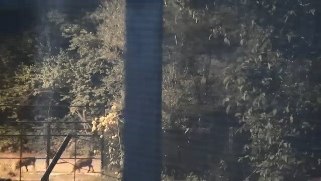 Elazığ’da yiyecek arayan domuz sürüsü yerleşim yerine kadar indi. Elazığ’ın