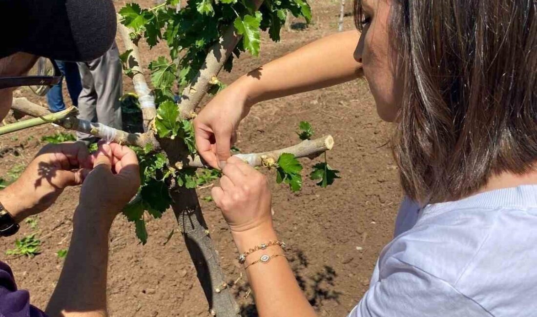 Elazığ Tarım ve Orman Müdürlüğü tarafından dut bahçesinde aşılama çalışması