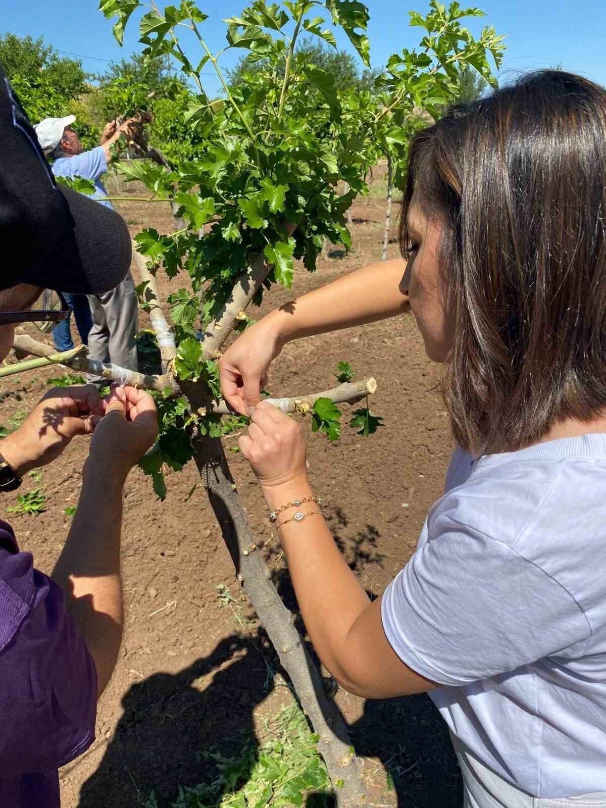 Elazığ Tarım ve Orman Müdürlüğü tarafından dut bahçesinde aşılama çalışması