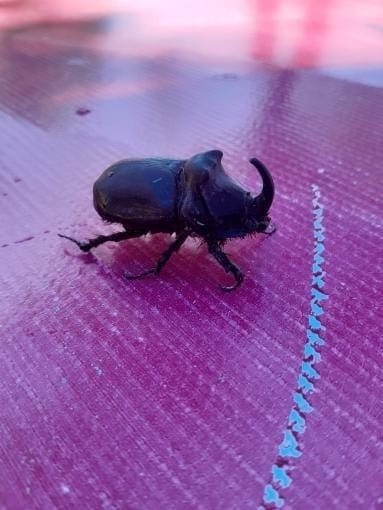 Dünyanın en güçlü böceği olarak bilinen gergedan böceği, Elazığ’da görüldü.