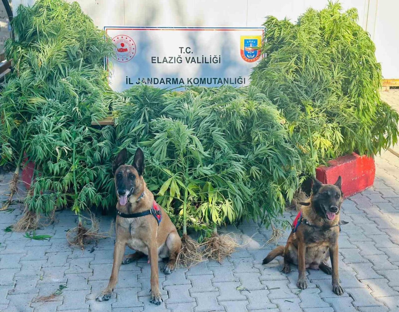 Elazığ İl Jandarma Komutanlığı tarafından yapılan arazi çalışmasında 511 kök