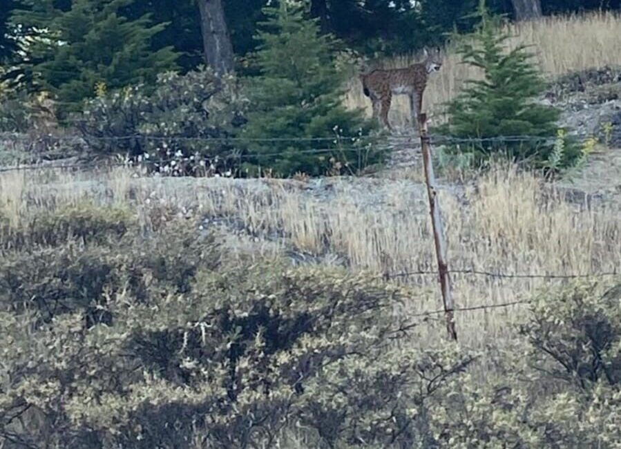 Elazığ’da nesli tehdit altında bulunan vaşak görüntülendi. Dünya Doğa ve