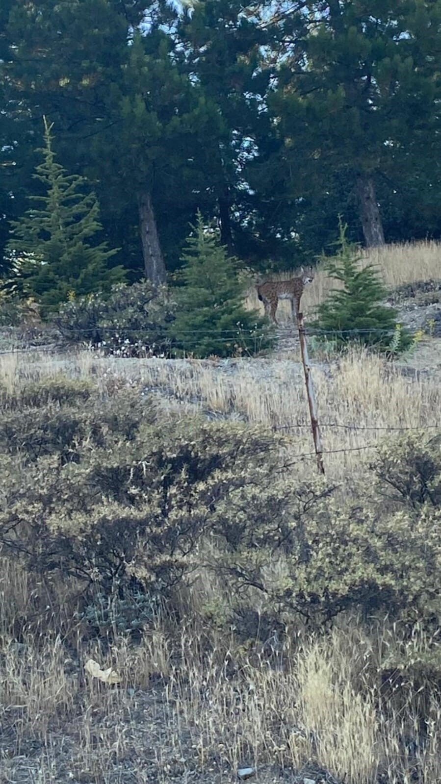 Elazığ’da nesli tehdit altında bulunan vaşak görüntülendi. Dünya Doğa ve