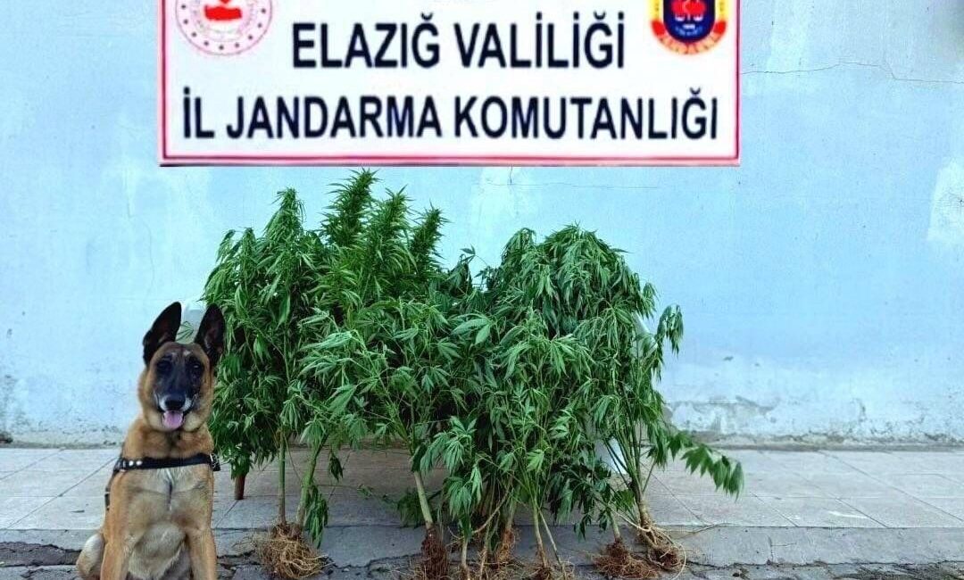 Elazığ’ın Palu ilçesi Beyhan beldesinde jandarma ekiplerince düzenlenen operasyonda tapulu