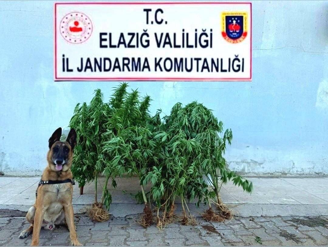 Elazığ’ın Palu ilçesi Beyhan beldesinde jandarma ekiplerince düzenlenen operasyonda tapulu