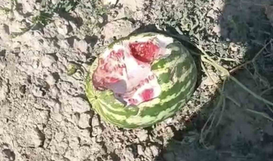 Elazığ’da yaban domuzları karpuz tarlalarını talan etti. Baskil ilçesi Haydarkolu