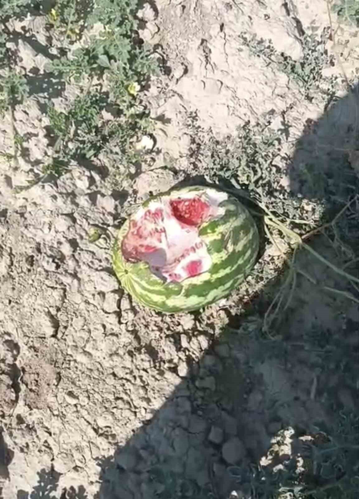 Elazığ’da yaban domuzları karpuz tarlalarını talan etti. Baskil ilçesi Haydarkolu