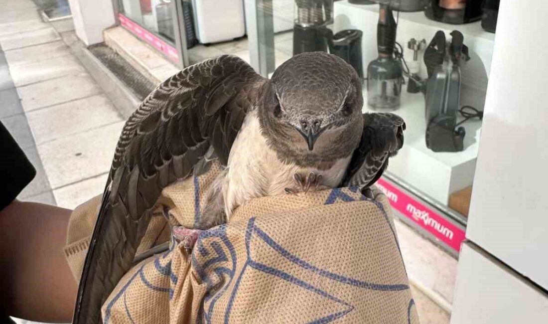 Elazığ’da yararlı ebabil kuşu, belediye ekipleri tarafından tedavi altına alındı.