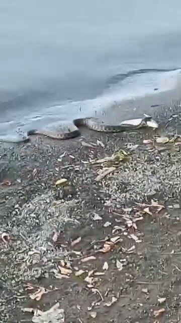 Elazığ’da bir yılan avladığı balığı kıyıya çıkardı. Vatandaşlardan rahatsız olan