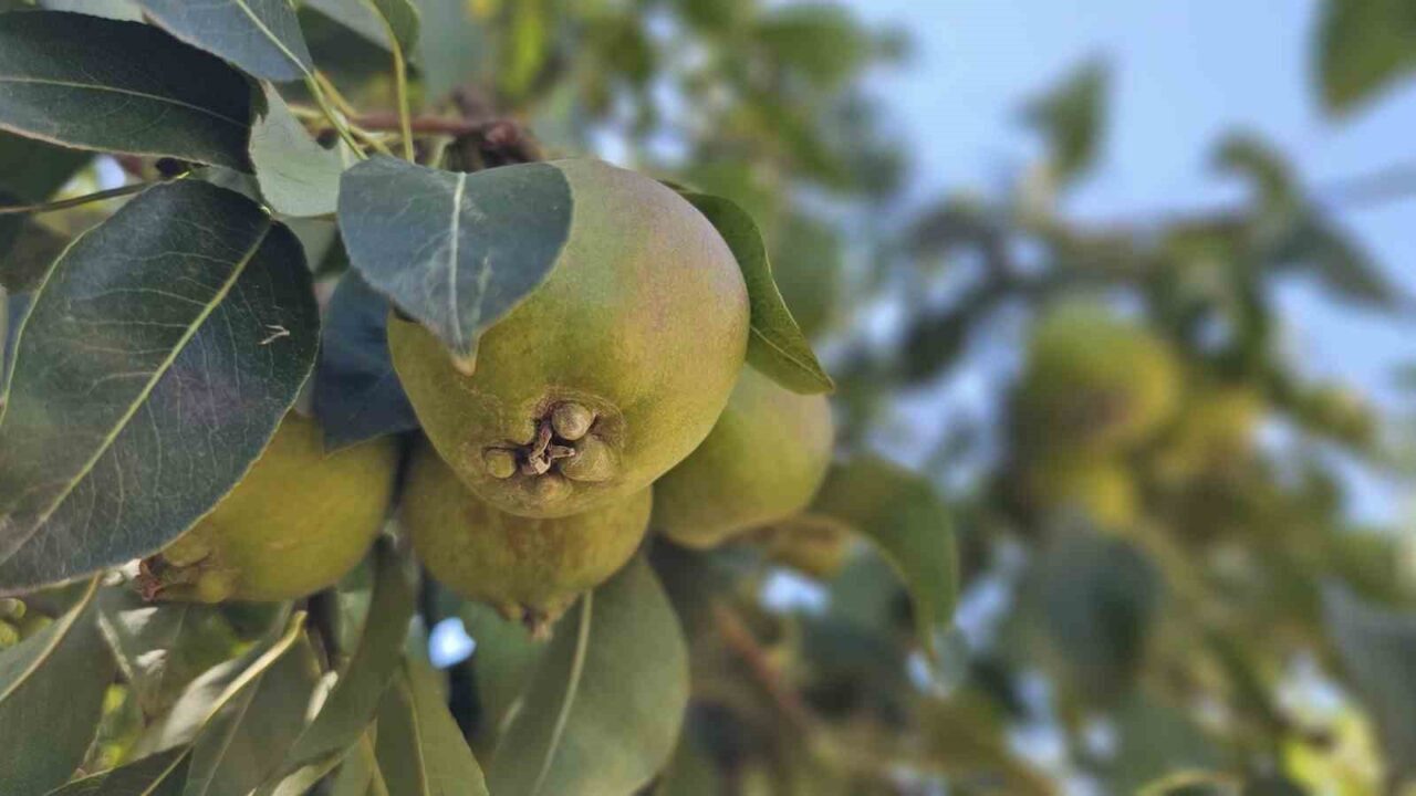 Zonguldak’ta çalıştığı maden ocağından emekli olduktan sonra armut bahçesi kuran
