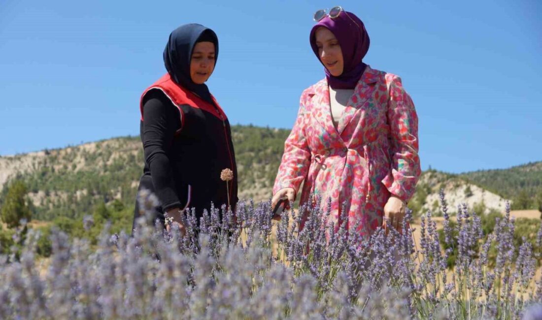 Karaman’ın Ermenek ilçesine bağlı Gökçekent köyünde lavanta yetiştiriciliği yapan emekli