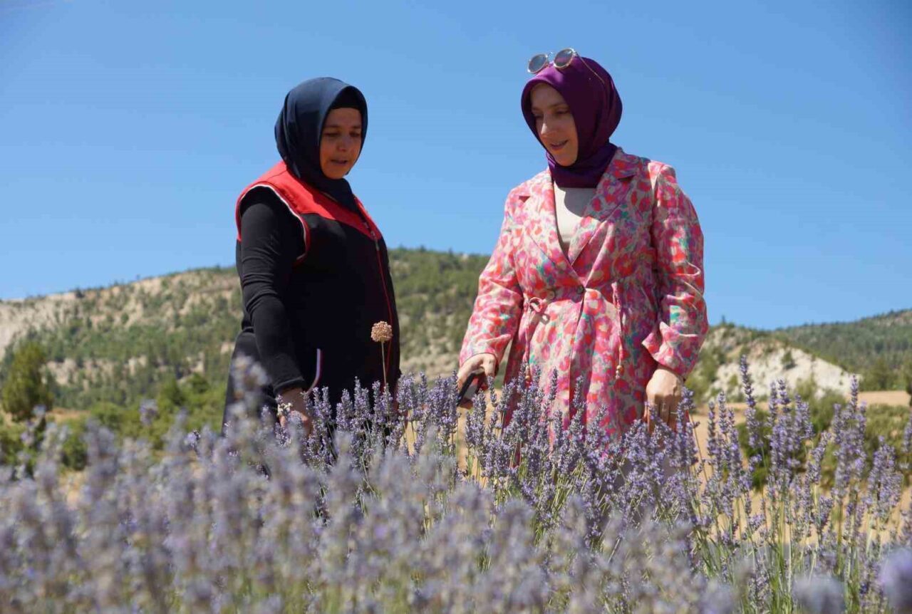 Karaman’ın Ermenek ilçesine bağlı Gökçekent köyünde lavanta yetiştiriciliği yapan emekli