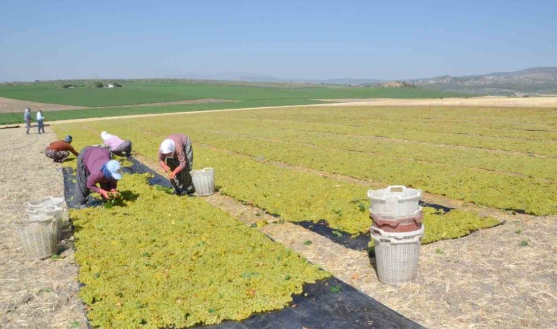 Türkiye’nin kuru üzüm ihtiyacının büyük bölümünü karşılayan ve üretiminin yüzde