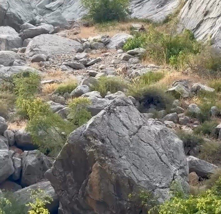 Erzincan’ın Kemaliye ilçesinde bulunan Karanlık Kanyon’un kayalıklarında, nesli tükenme tehlikesi