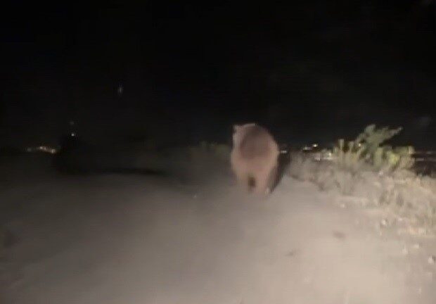 Erzincan’ın merkez ilçesine bağlı Tatlısu köyüne giden vatandaşlar, yola inen