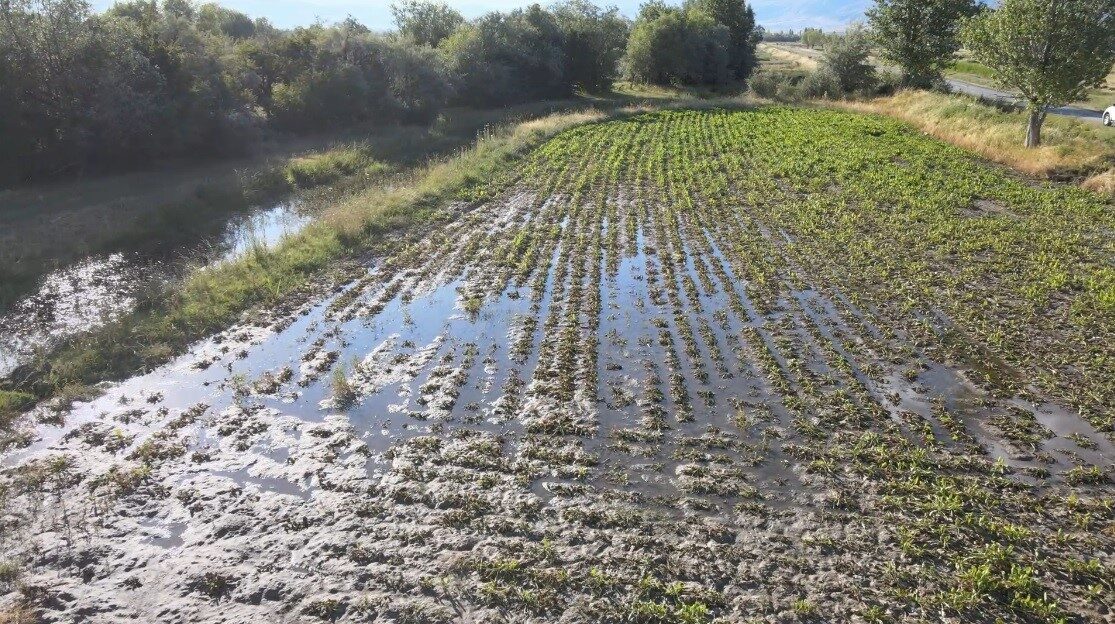 Erzincan’da sulama kanallarının temizlenmemesi nedeniyle tarlalar su altında kaldı. Pancar
