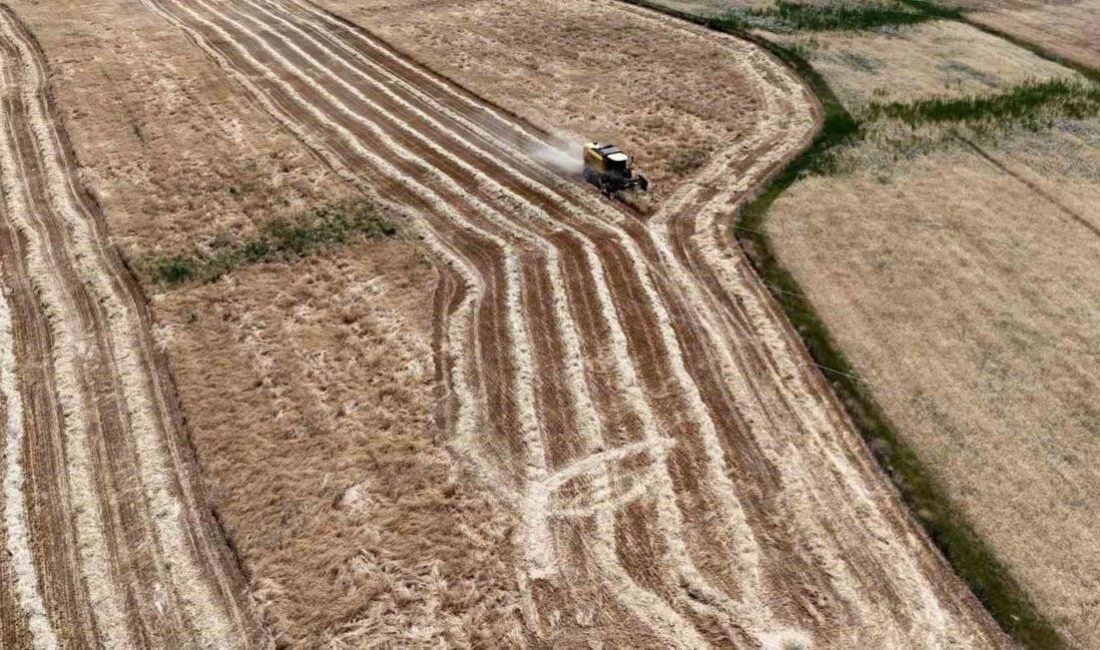 Erzincan’da buğday ve arpa hasadı başladı. Tarlalara giren biçerdöverler, rekor