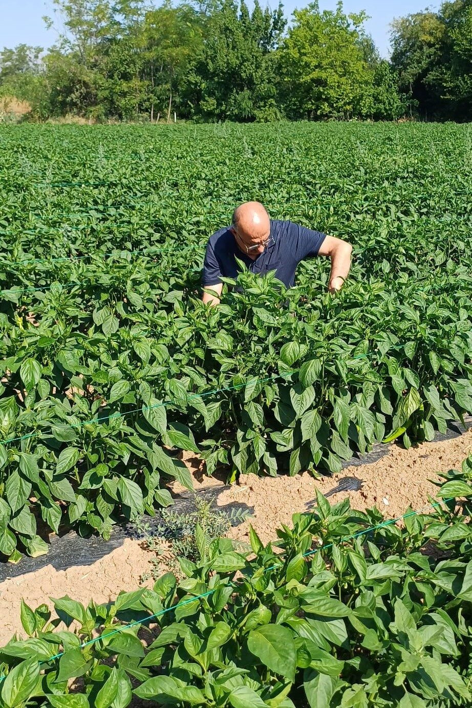 Erzincan’da Tarım Arazilerinin Kullanımının Etkinleştirilmesi (TAKE) Projesi kapsamında çiftçilere dağıtılan