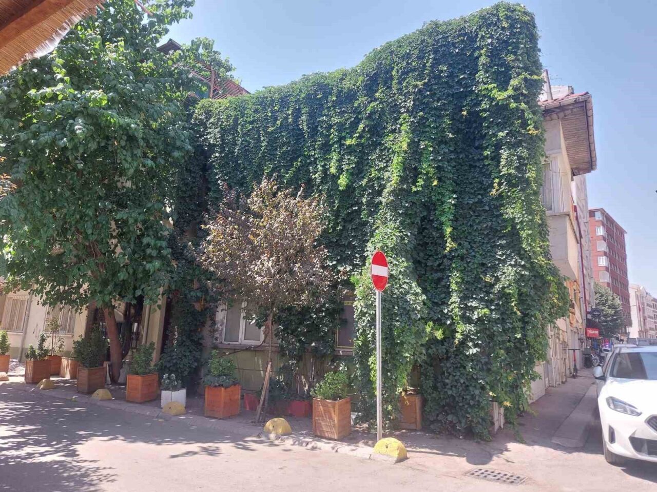 Eskişehir’de sarmaşıklar ile sarılarak hem görsel güzellik oluşturan, hem de