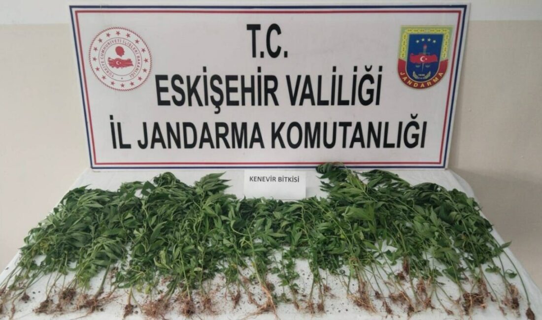 Eskişehir’in Sarıcakaya ilçesinde kamu arazisine kenevir eken bir kişi, jandarma