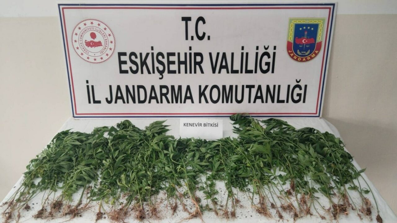Eskişehir’in Sarıcakaya ilçesinde kamu arazisine kenevir eken bir kişi, jandarma