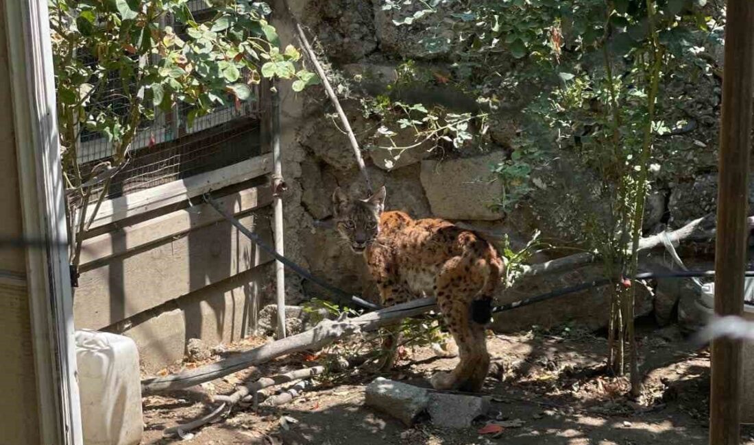 Çorum’un İskilip ilçesinde bir evin bahçesine giren vaşak, 5 tavuğu
