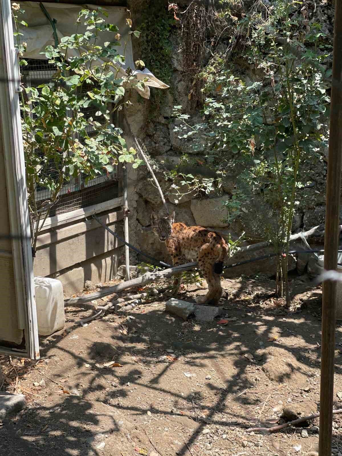 Çorum’un İskilip ilçesinde bir evin bahçesine giren vaşak, 5 tavuğu