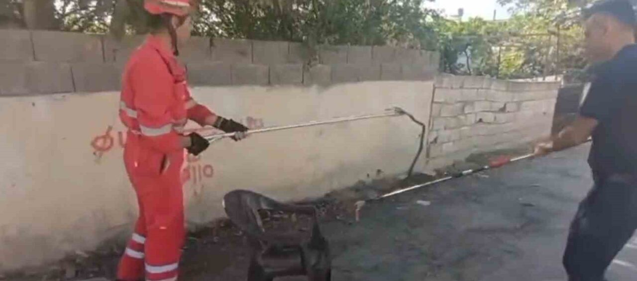 Hatay’ın Dörtyol ilçesinde bir eve giren yılan, özel bir aparatla