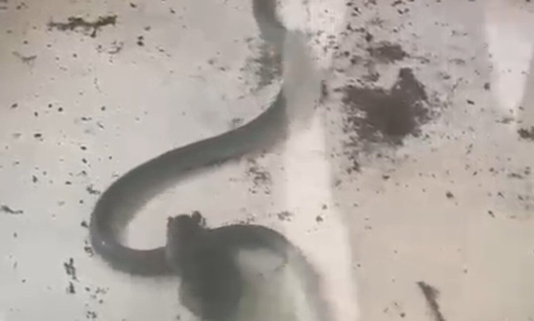 Bartın’da bulunan bir evin kamelyasında giren yılan ve farenin kavgası