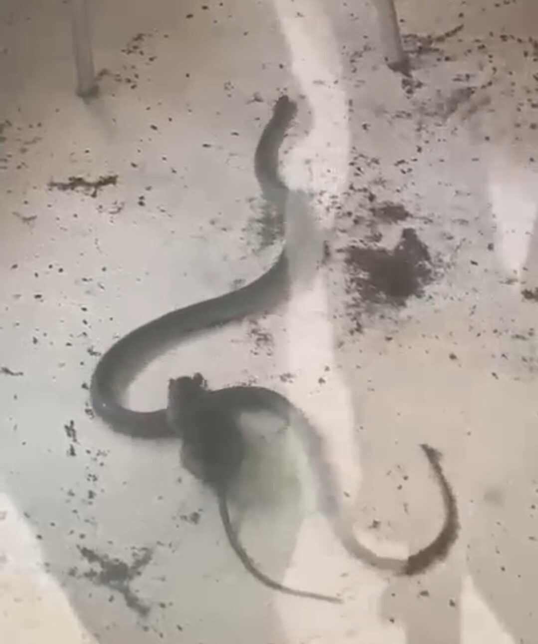 Bartın’da bulunan bir evin kamelyasında giren yılan ve farenin kavgası