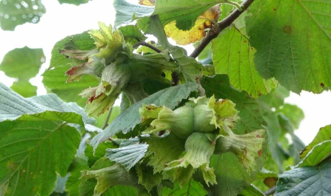 Karadeniz Bölgesi’nin en önemli geçim kaynağı olan fındıkta olgunlaşmadan yapılacak