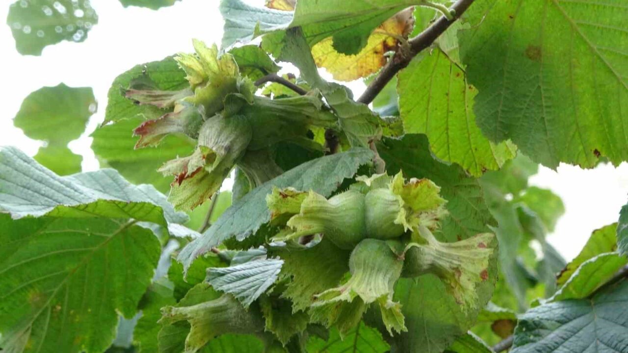 Karadeniz Bölgesi’nin en önemli geçim kaynağı olan fındıkta olgunlaşmadan yapılacak