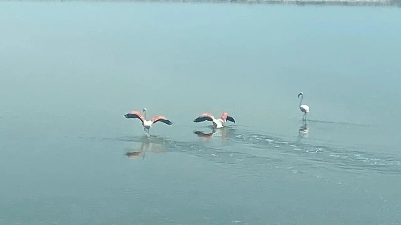 Kuzey Afrika’dan yola çıkan flamingolar, Denizli-Afyonkarahisar sınırındaki Acıgöl’e ulaştı. Göç