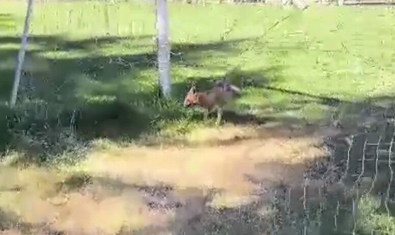 Kastamonu’da futbol kalesi filesine takılan tilki, ekipler tarafından kurtarılarak doğaya