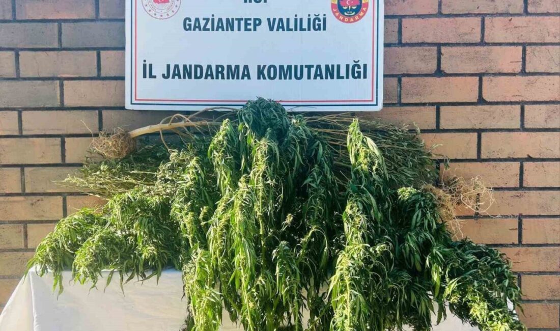 Gaziantep’te jandarma ekiplerince yapılan operasyonda 145 kök kenevir ile 20