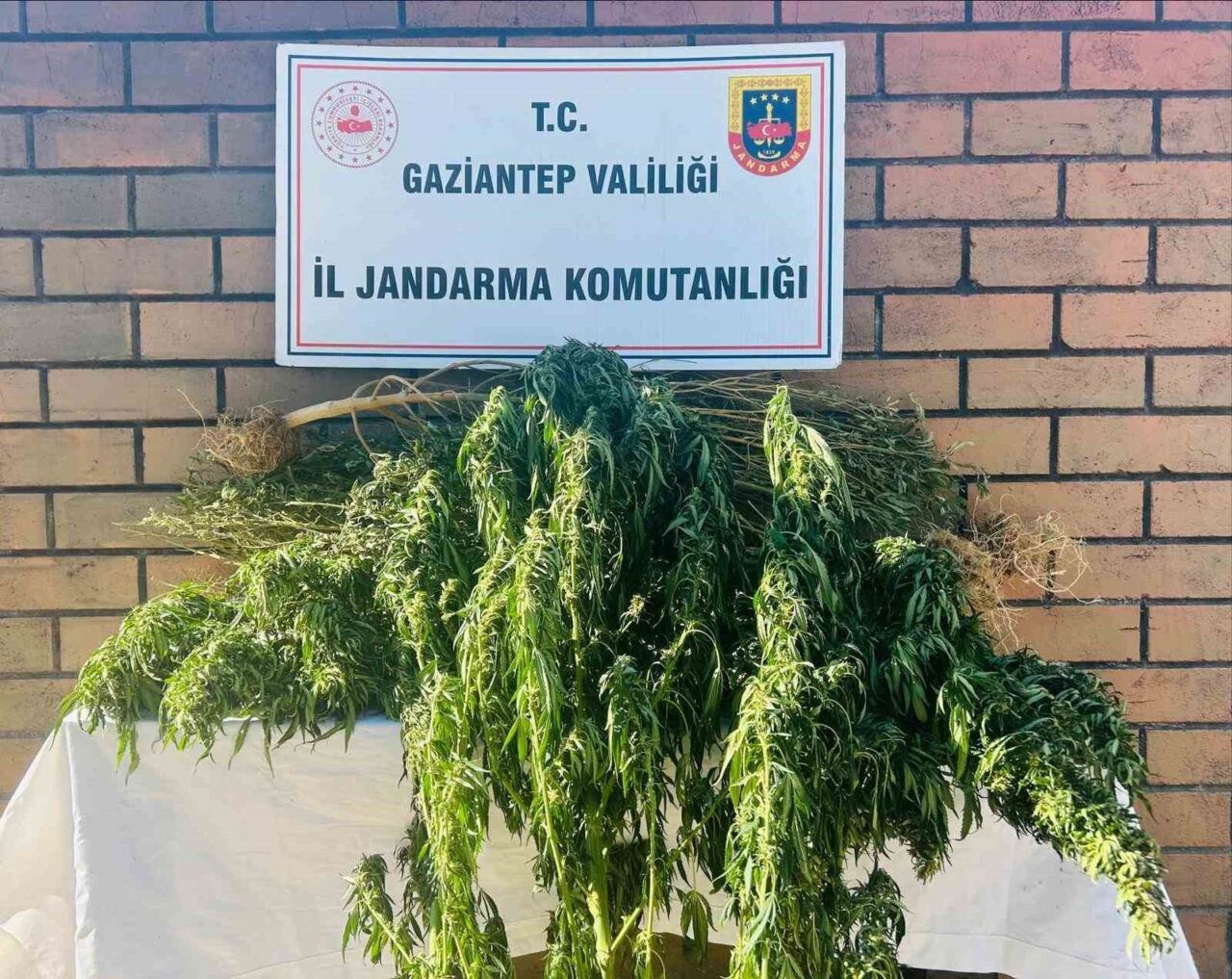 Gaziantep’te jandarma ekiplerince yapılan operasyonda 145 kök kenevir ile 20