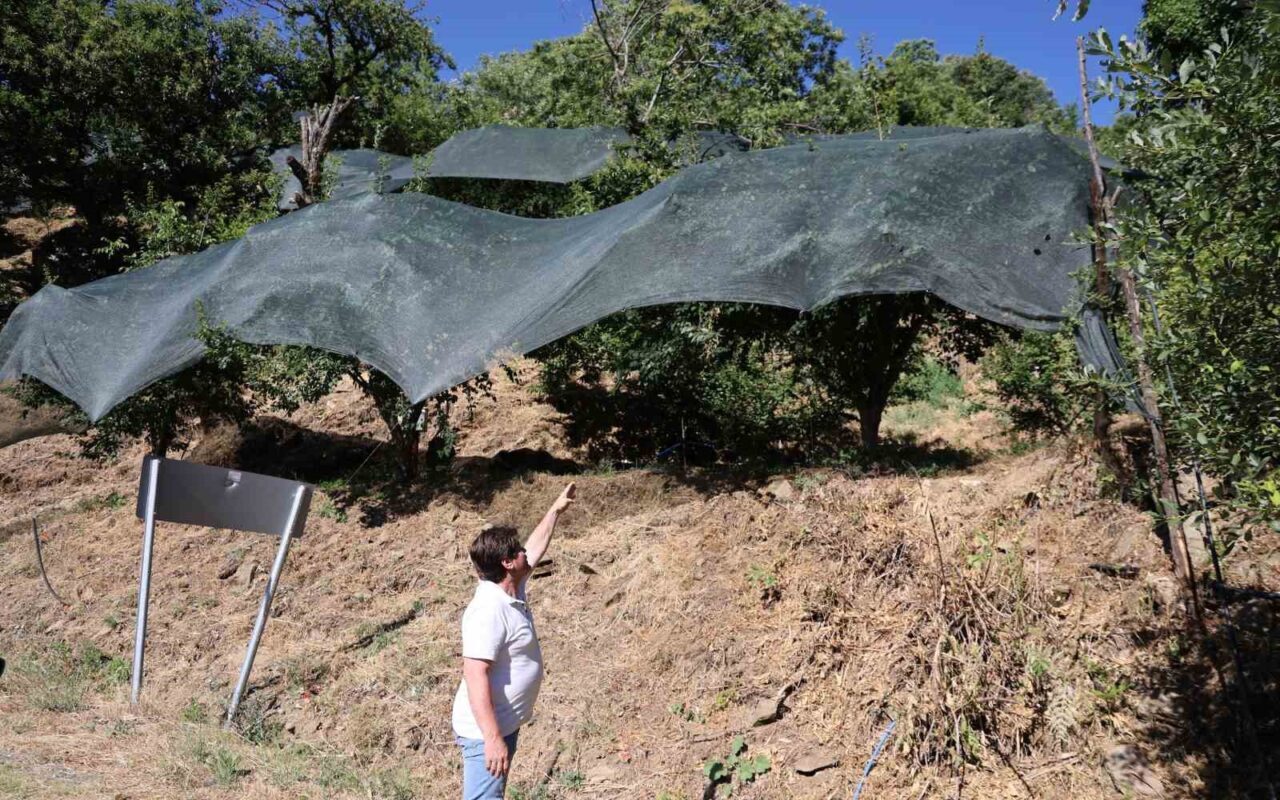 Ege Bölgesi’nde meyve verimi bakımından son yarım asrın en kıt