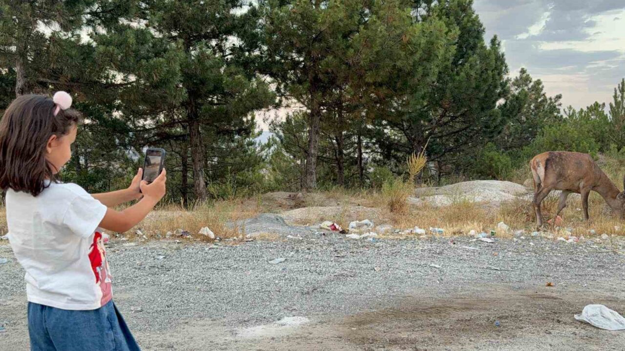 Afyonkarahisar’da karayolu kenarında geyik görenler hayretler içinde kalırken, haberlere konu