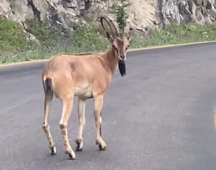 Giresun’un Dereli ilçesinde yolda ilerlemekte olan bir aracın önüne dağlık