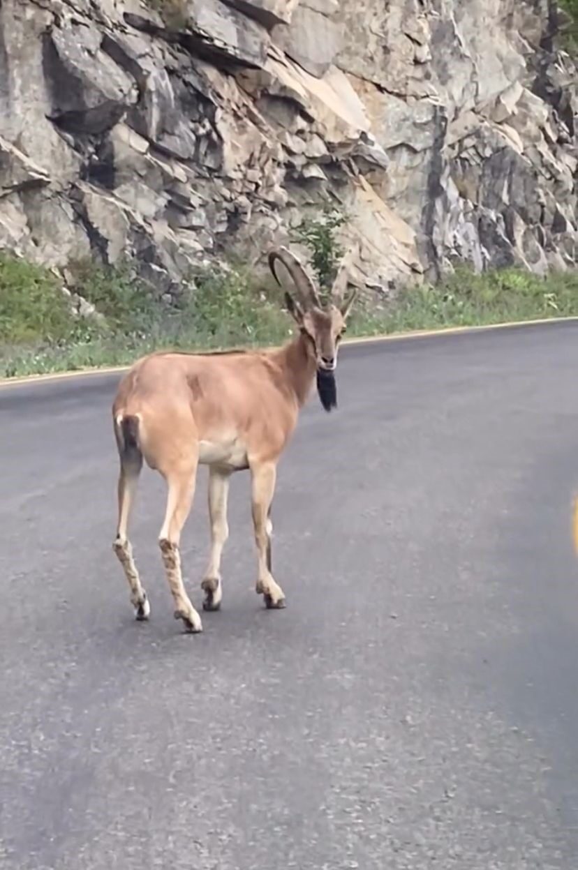 Giresun’un Dereli ilçesinde yolda ilerlemekte olan bir aracın önüne dağlık