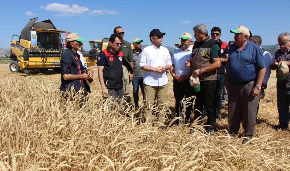 Amasya’daki Gökhöyük Tarım İşletmesinde 4 bin ton sertifikalı tohumluk buğday