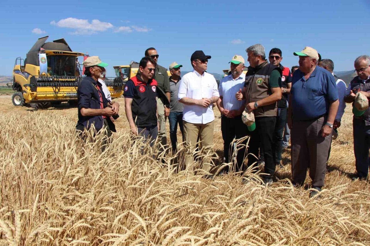 Amasya’daki Gökhöyük Tarım İşletmesinde 4 bin ton sertifikalı tohumluk buğday