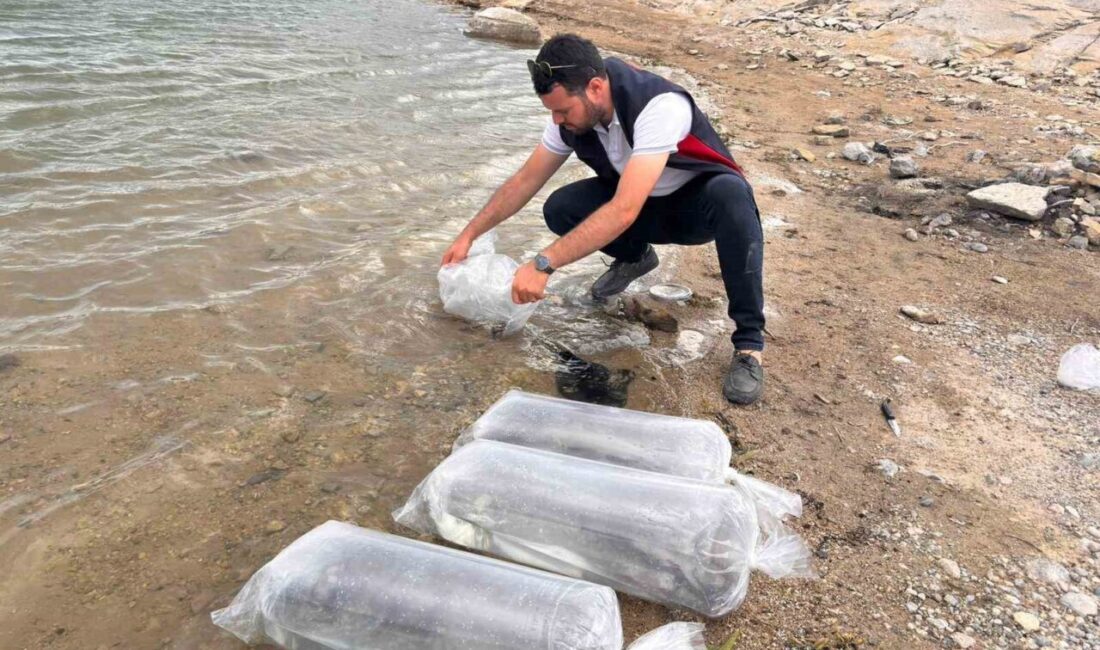 Burdur’un Gölhisar ilçesindeki Gölhisar Gölü ve Yapraklı Barajı’na balık popülasyonunu