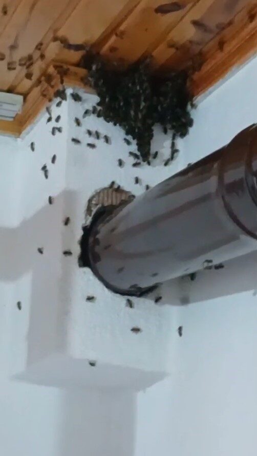 Gümüşhane’de bir evin içine giren arılar yuva yapınca aile arıcı